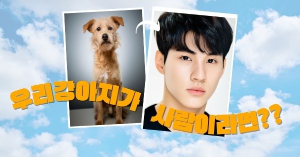 미스트랜드 메인 배너 - 유기묘 입양 시작하기