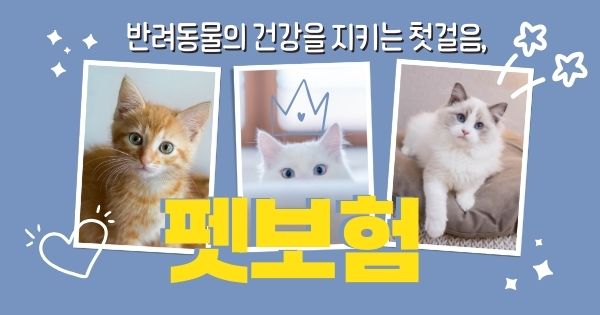 미스트랜드 메인 배너 - 유기묘 입양 시작하기