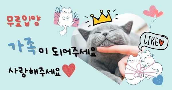 미스트랜드 메인 배너 - 유기묘 입양 시작하기